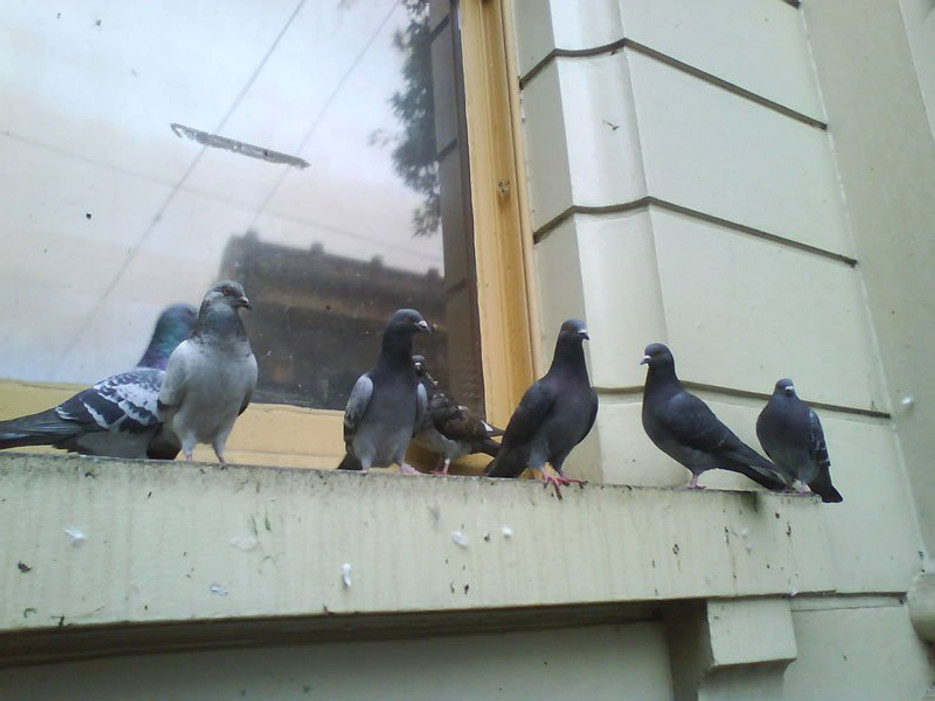 Where to Look for Pest Pigeons on Your Building Where to Look for Pest Pigeons on Your Building