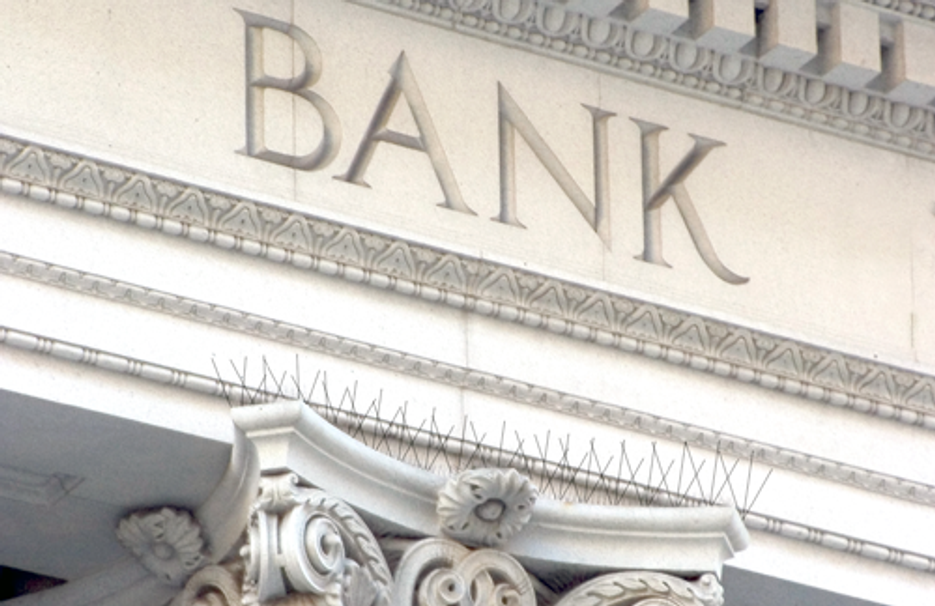 Why You Should Include Bird Proofing in your Building Maintenance