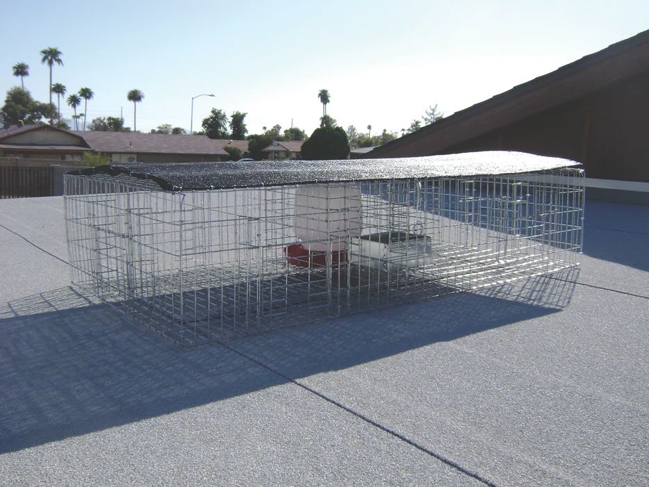 How to Choose the Right Commercial Pigeon Trap for Your Site