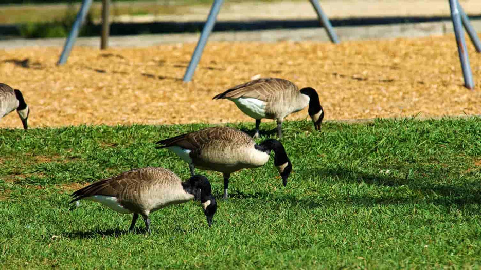 Why are Geese Pooping in My Yard And How to Stop: Effective Solutions