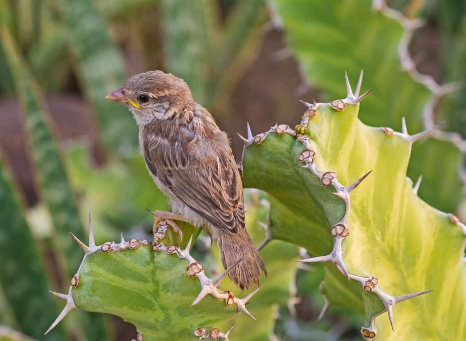 Do Bird Spikes Work for Small Birds? - Bird B Gone LLC