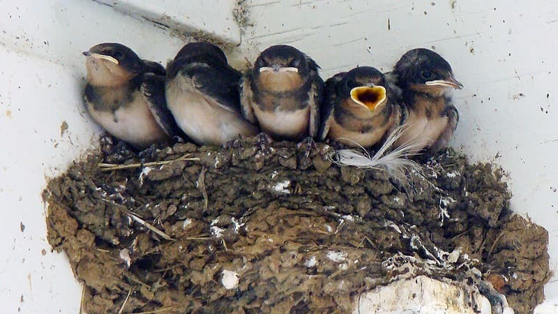 nesting Swallows