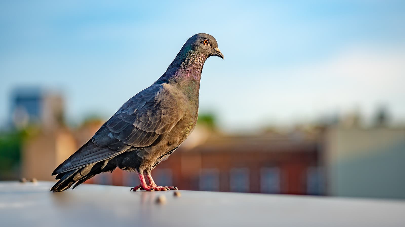 how to keep pigeons off the balcony