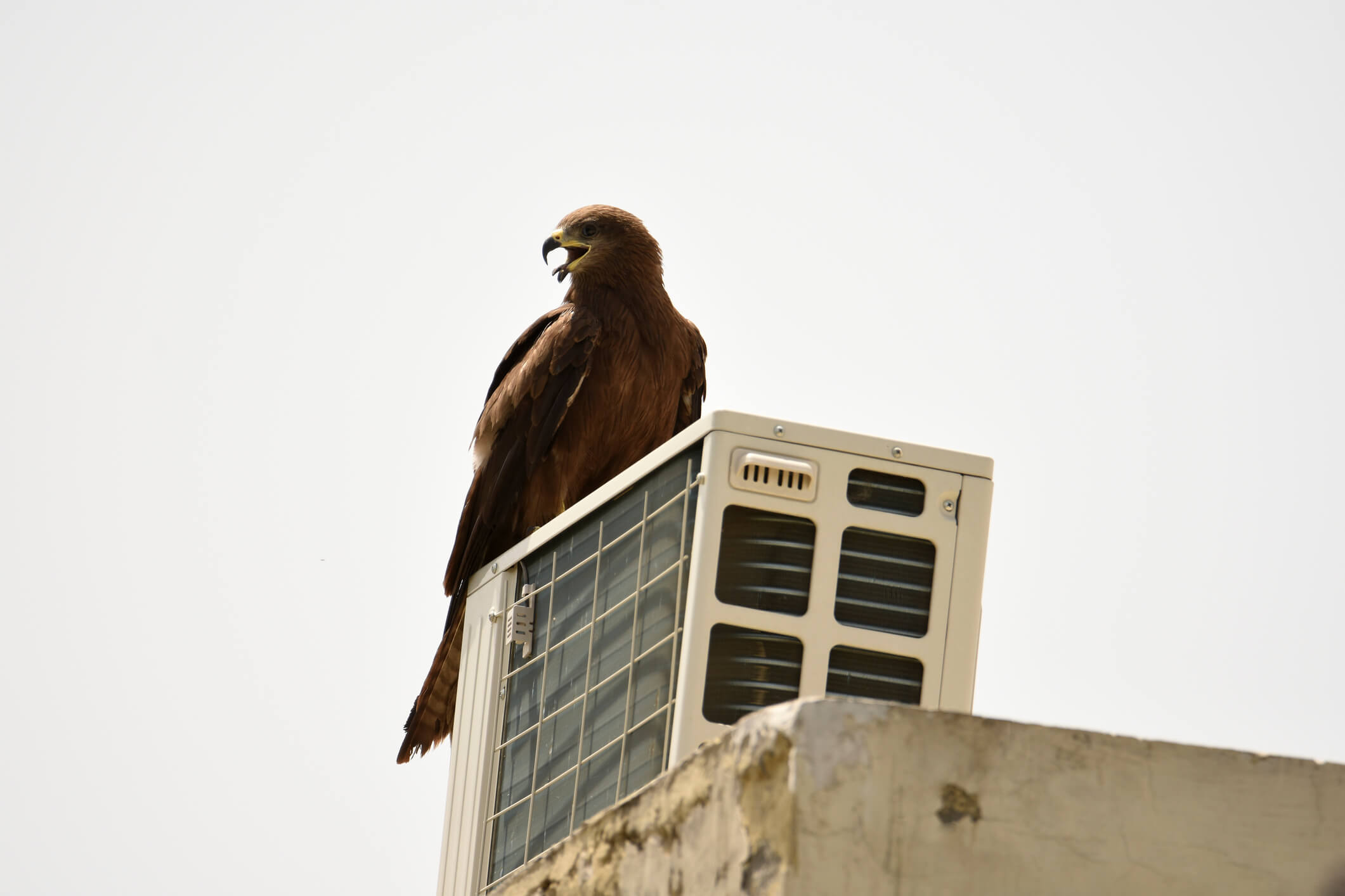 keep birds away from hvac