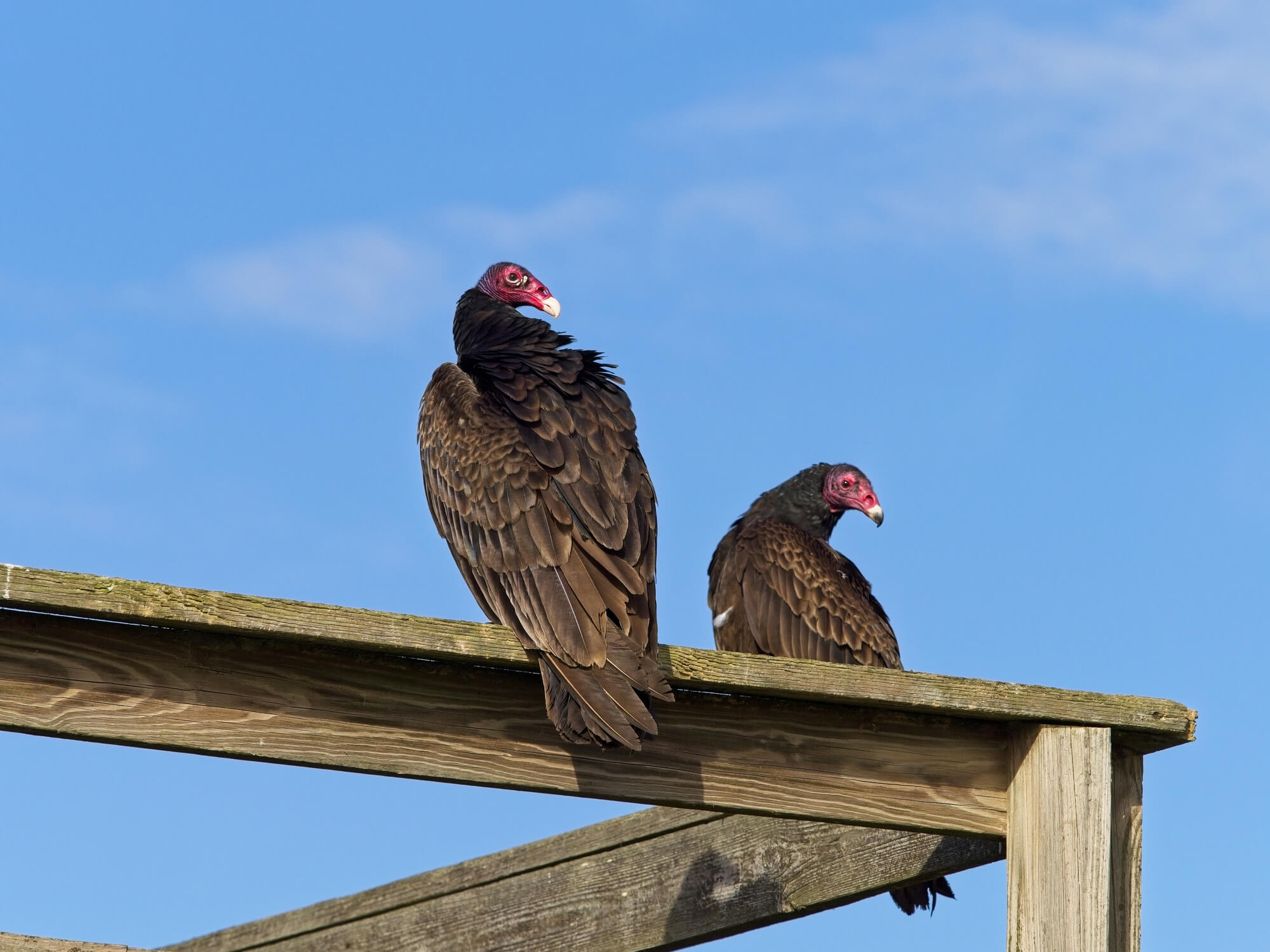 bird control for railings