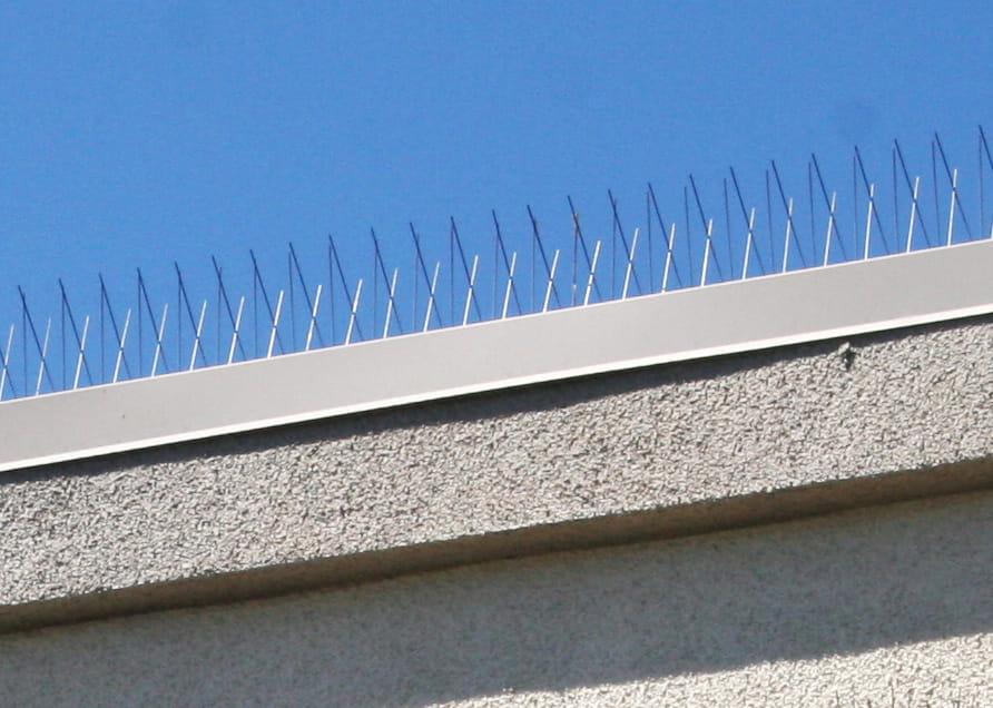 Bird Spikes on Roof