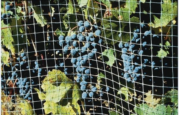Bird Netting Keeps Birds Out Of Your Garden Bird B Gone Inc