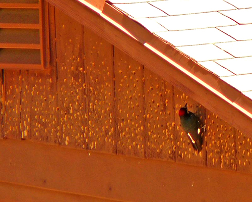 How to Keep Woodpeckers Away from your Home - Bird B Gone, Inc.
