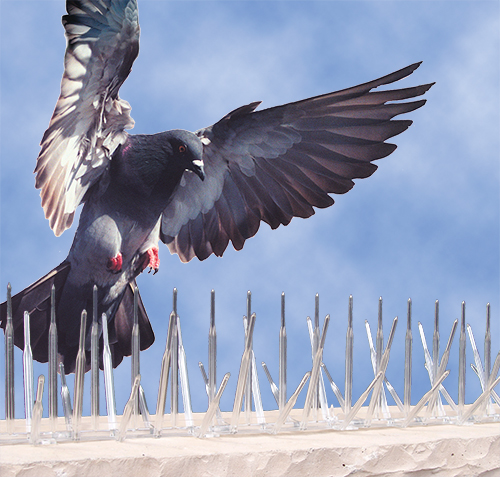 Pigeon Spikes that Deter Pigeons and their Poop - Bird B Gone LLC