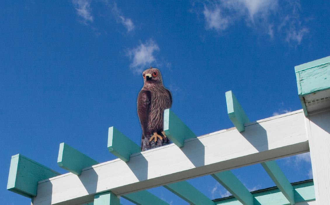 How Visual Bird Deterrents Keep Pest Birds Away - Bird B Gone, Inc.