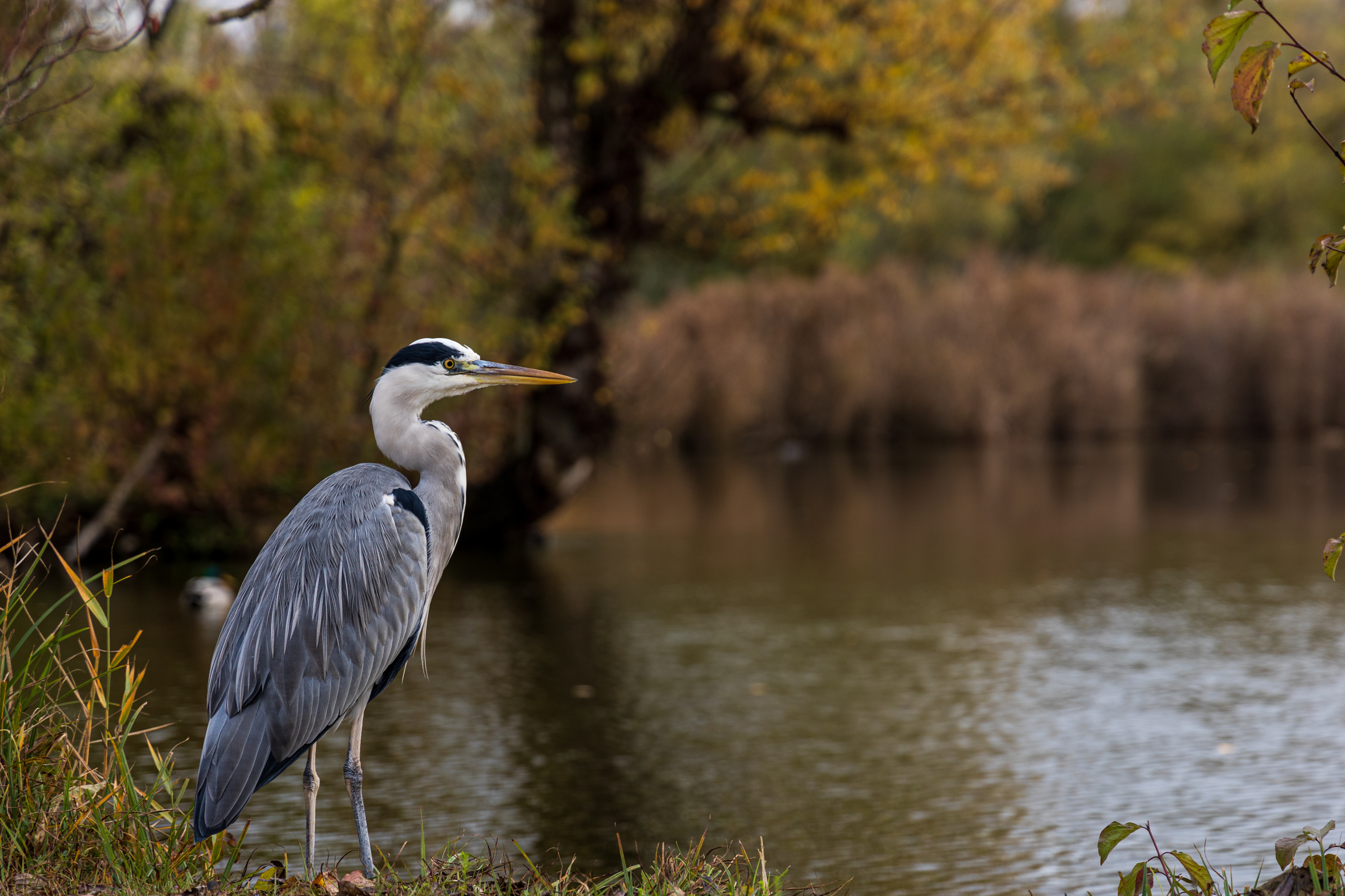 blue heron control