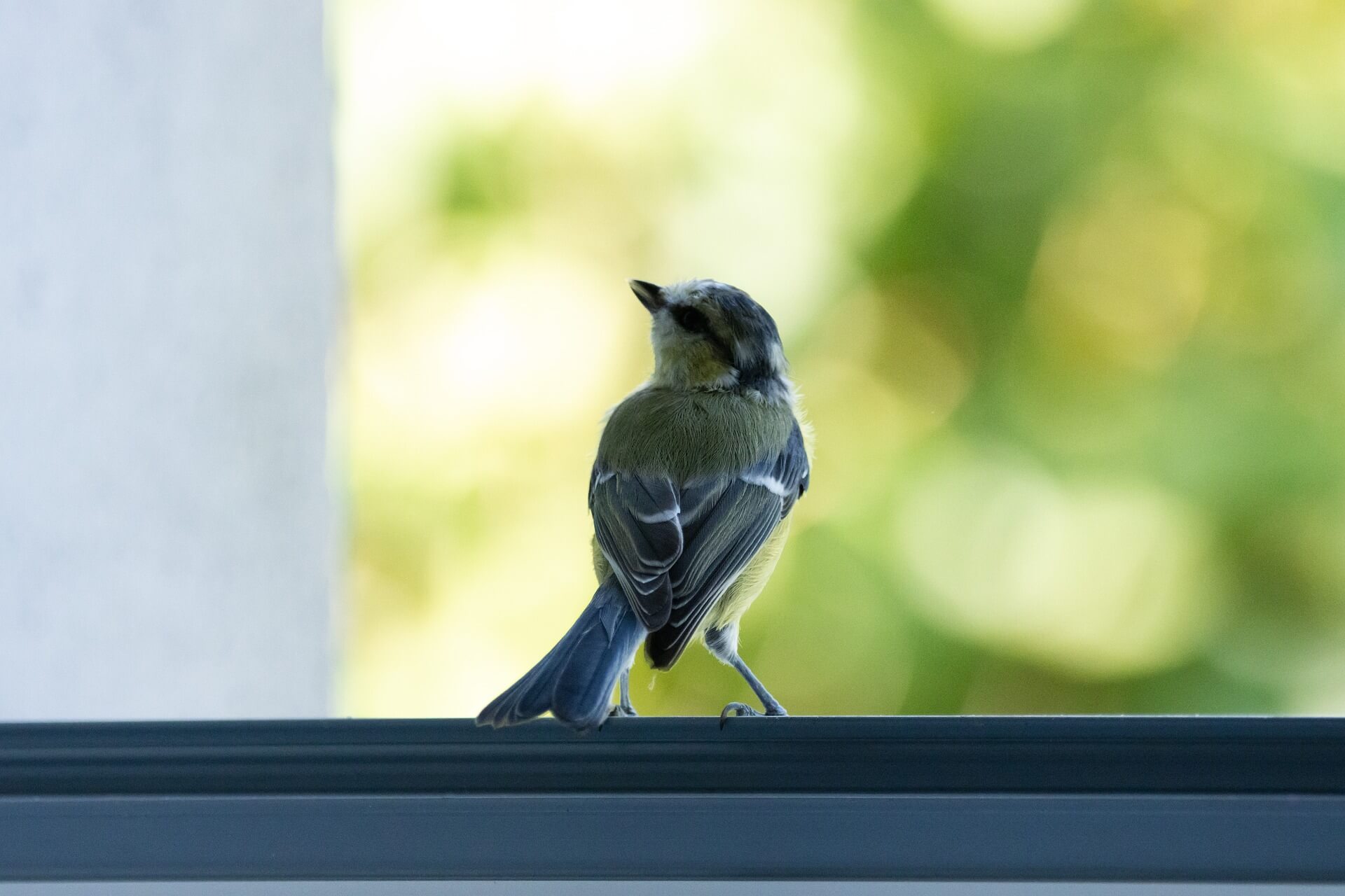 bird control for windows