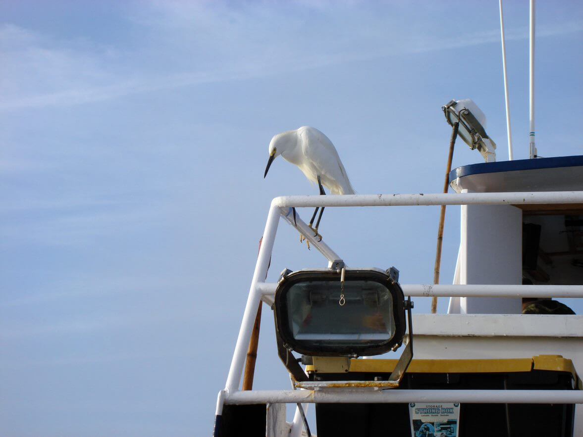 boat bird deterrents