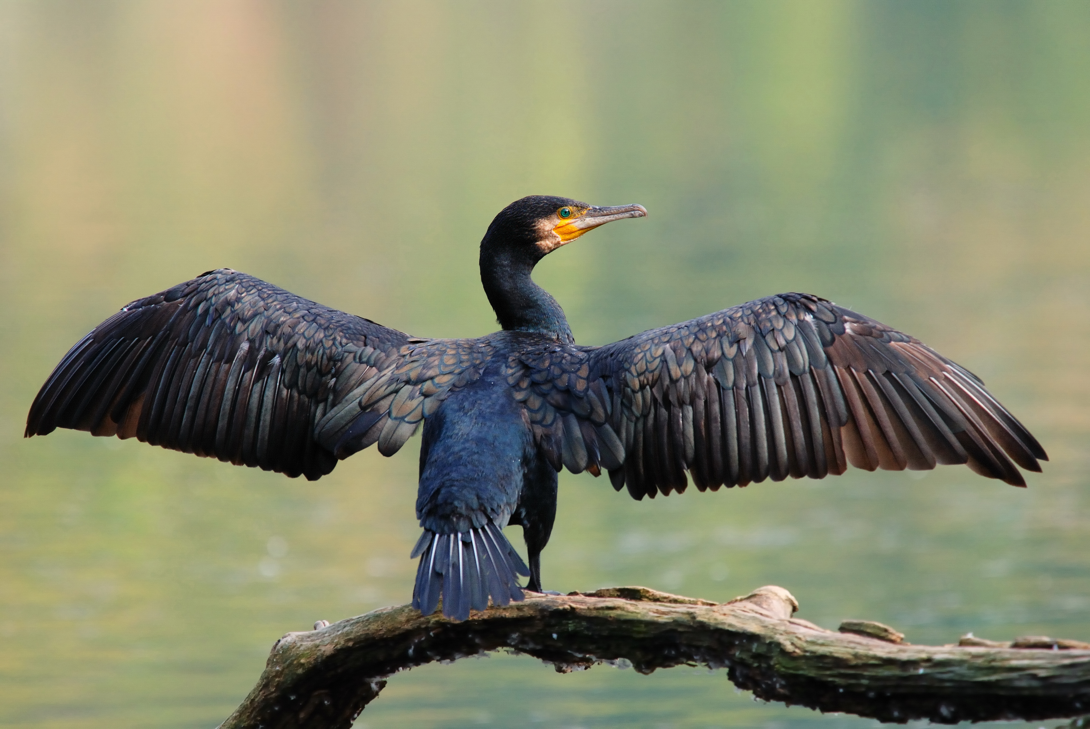 Cormorant Control