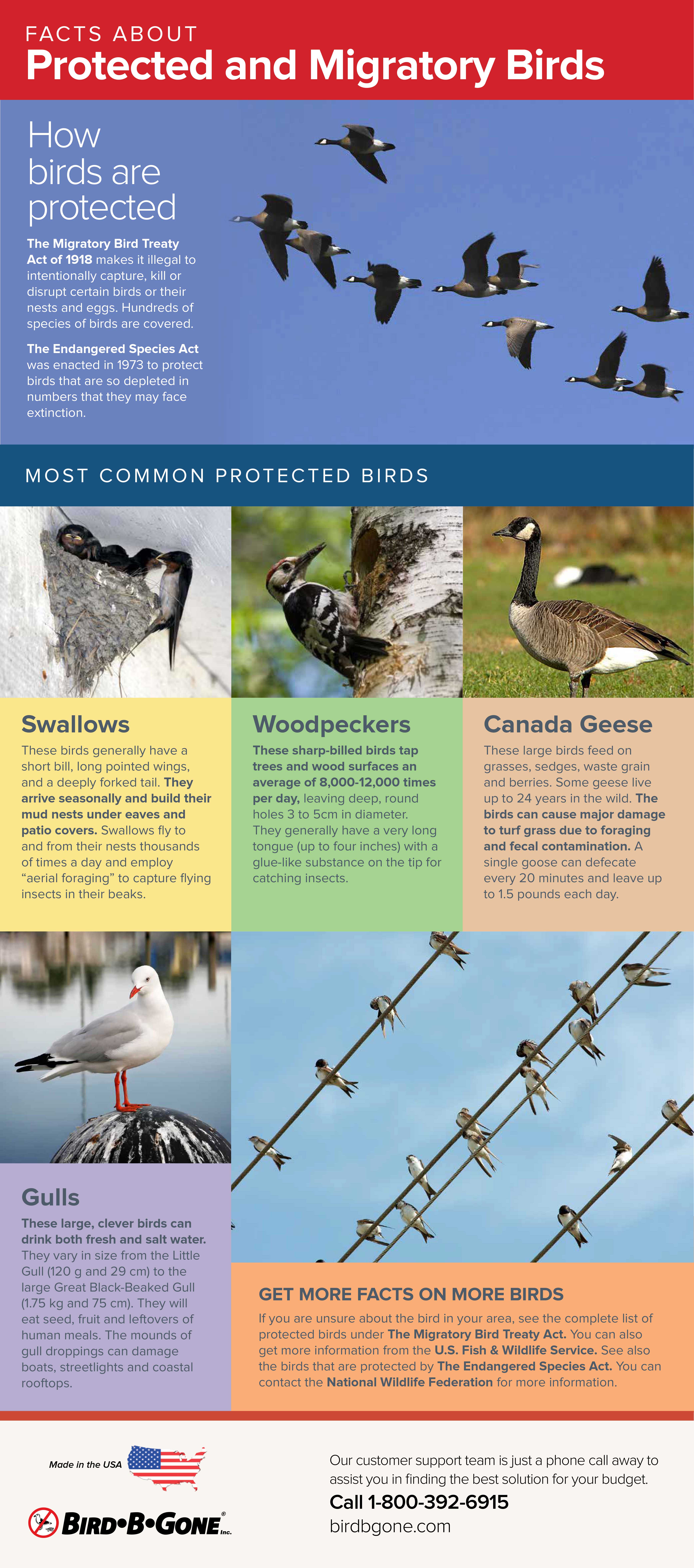 Protecting Birds & Wildlife