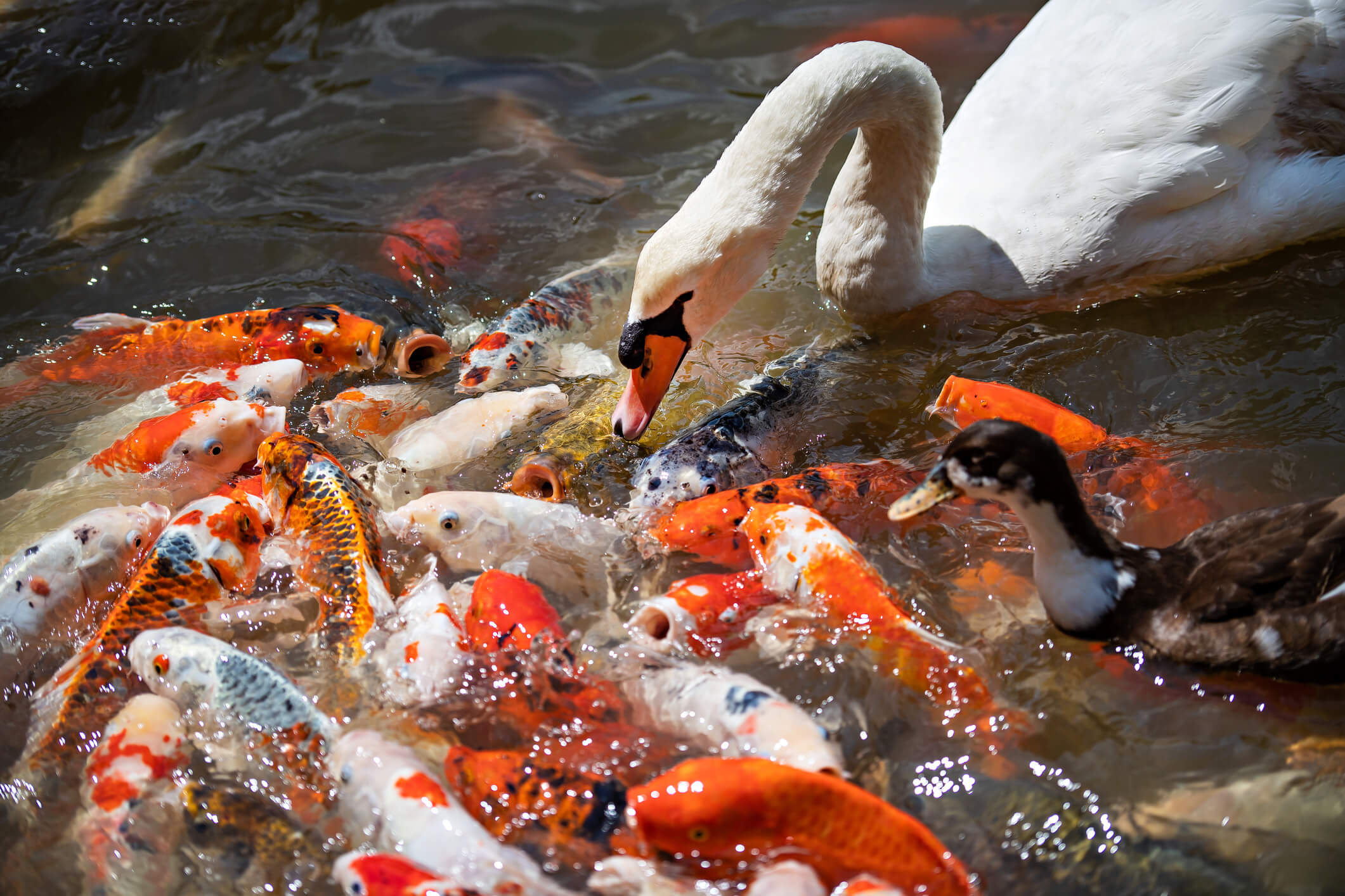 Bird Deterrents for Koi Ponds