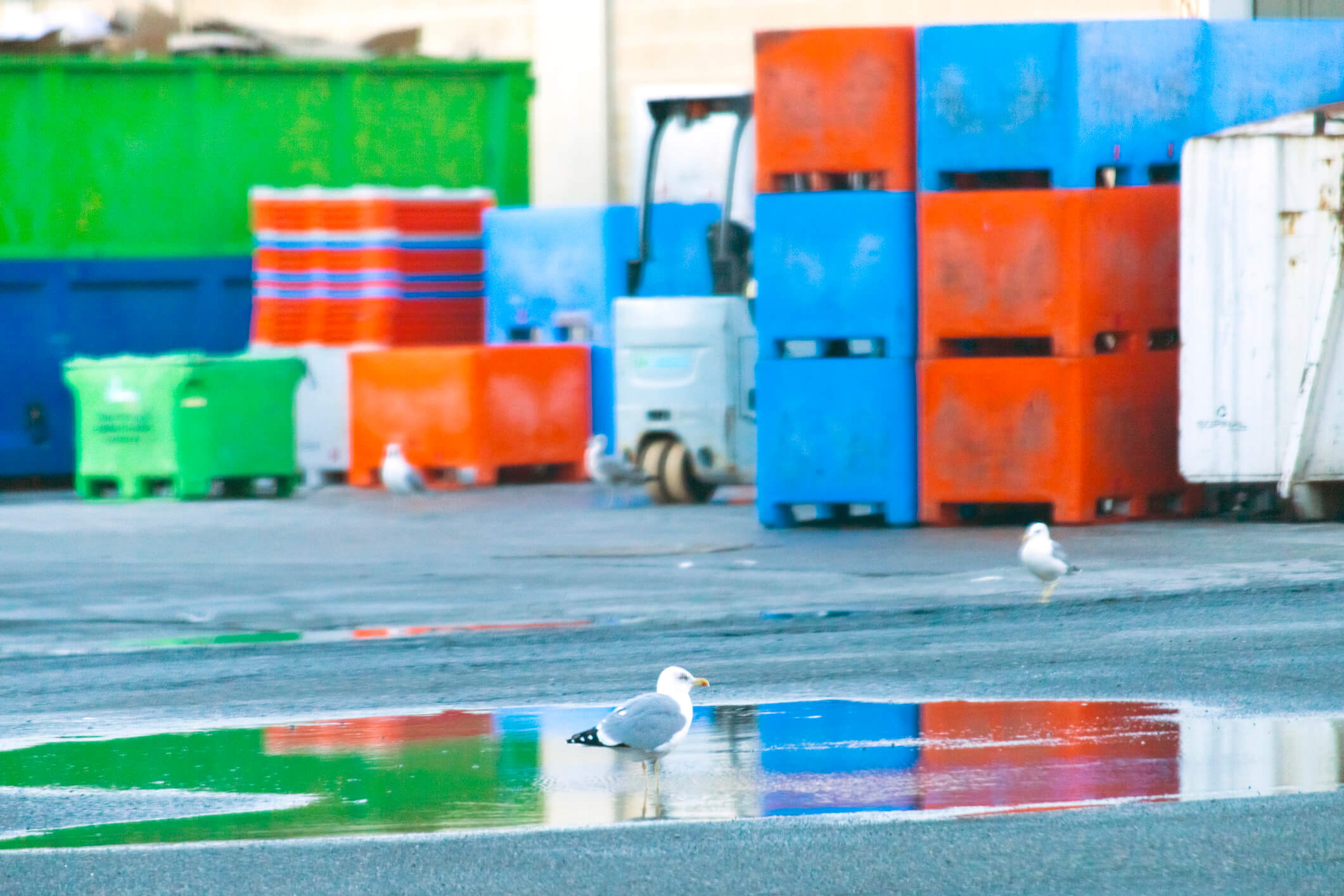 birds nesting in loading dock