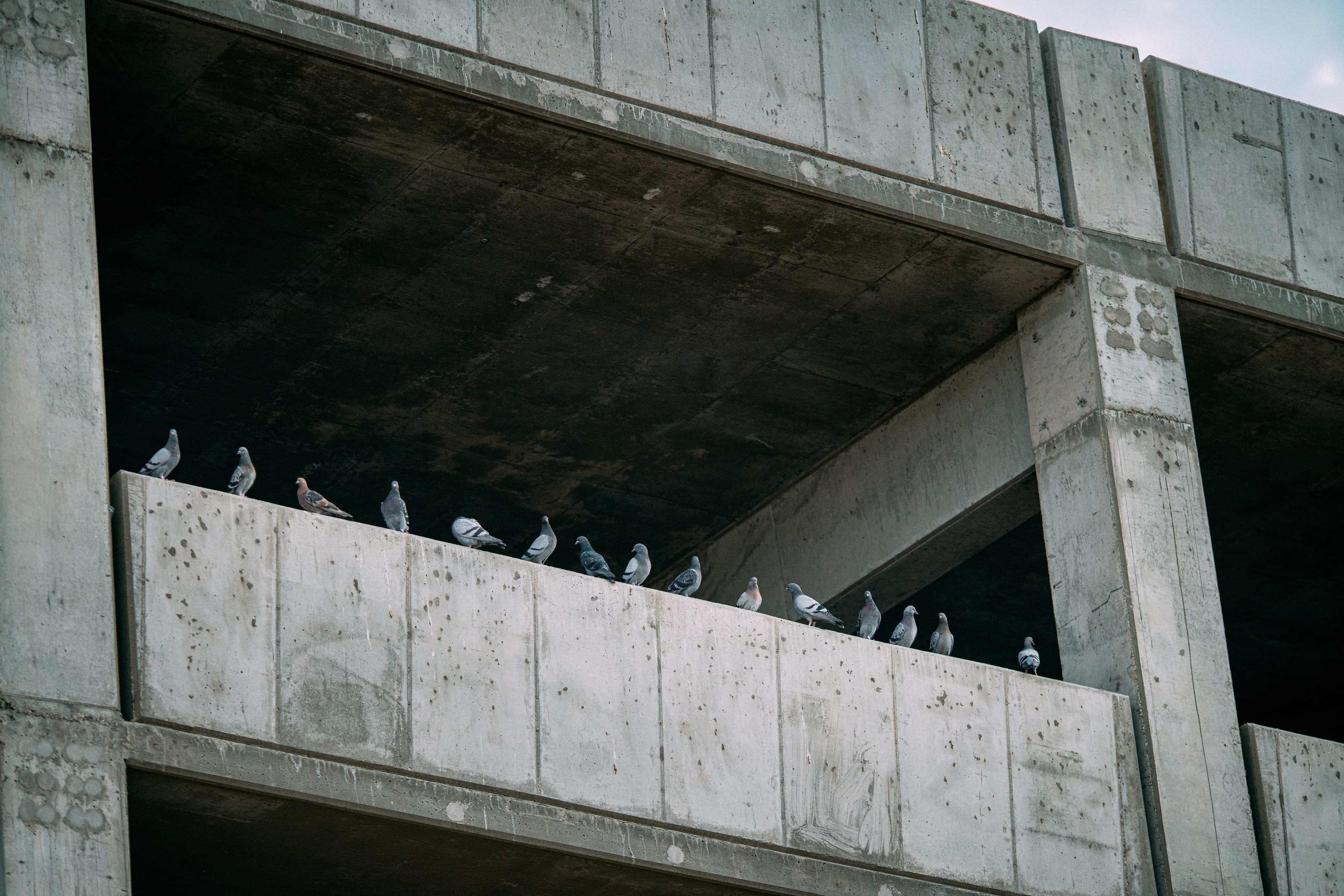 birds nesting in parking garage