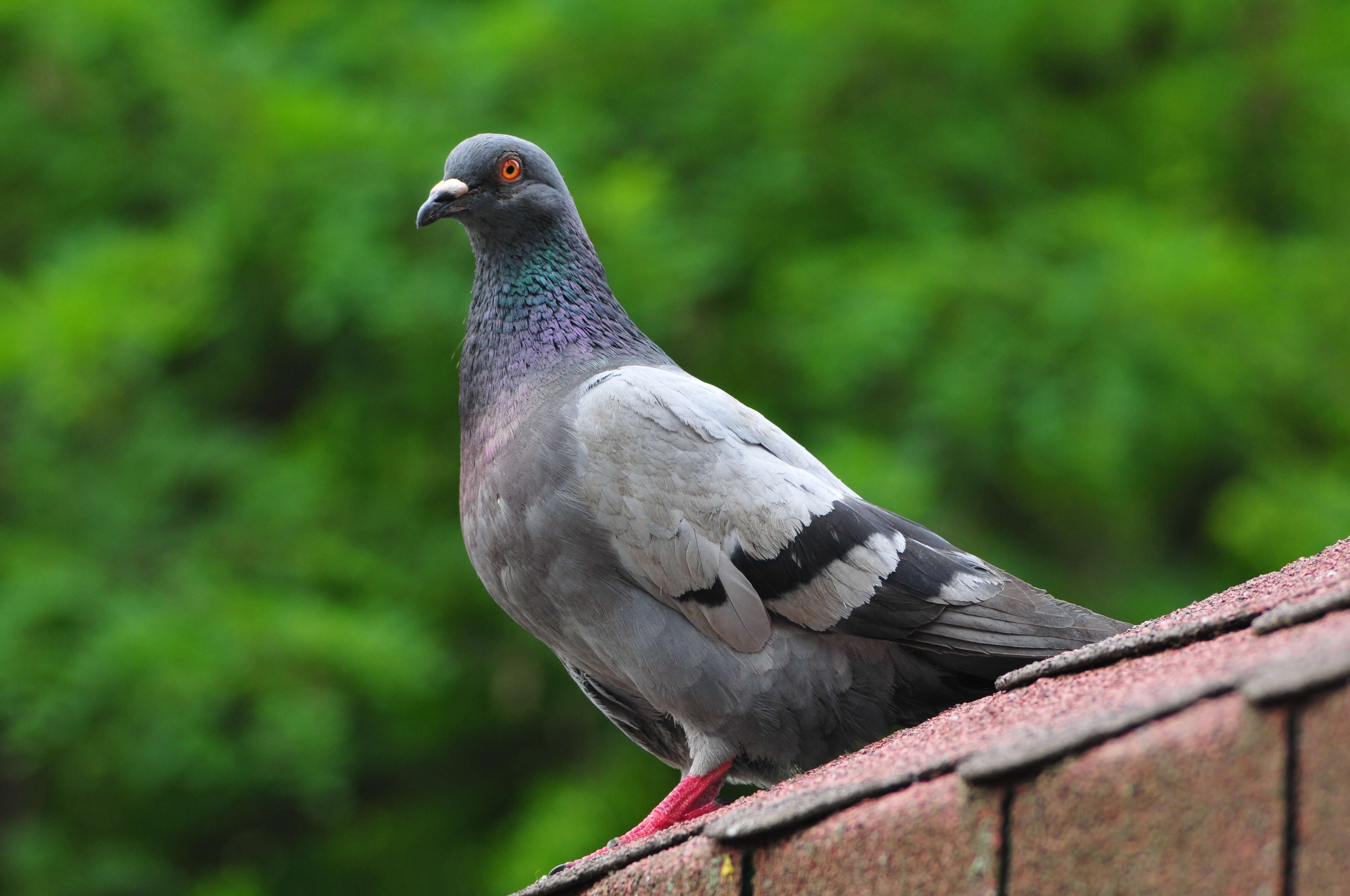 pigeon repellent devices