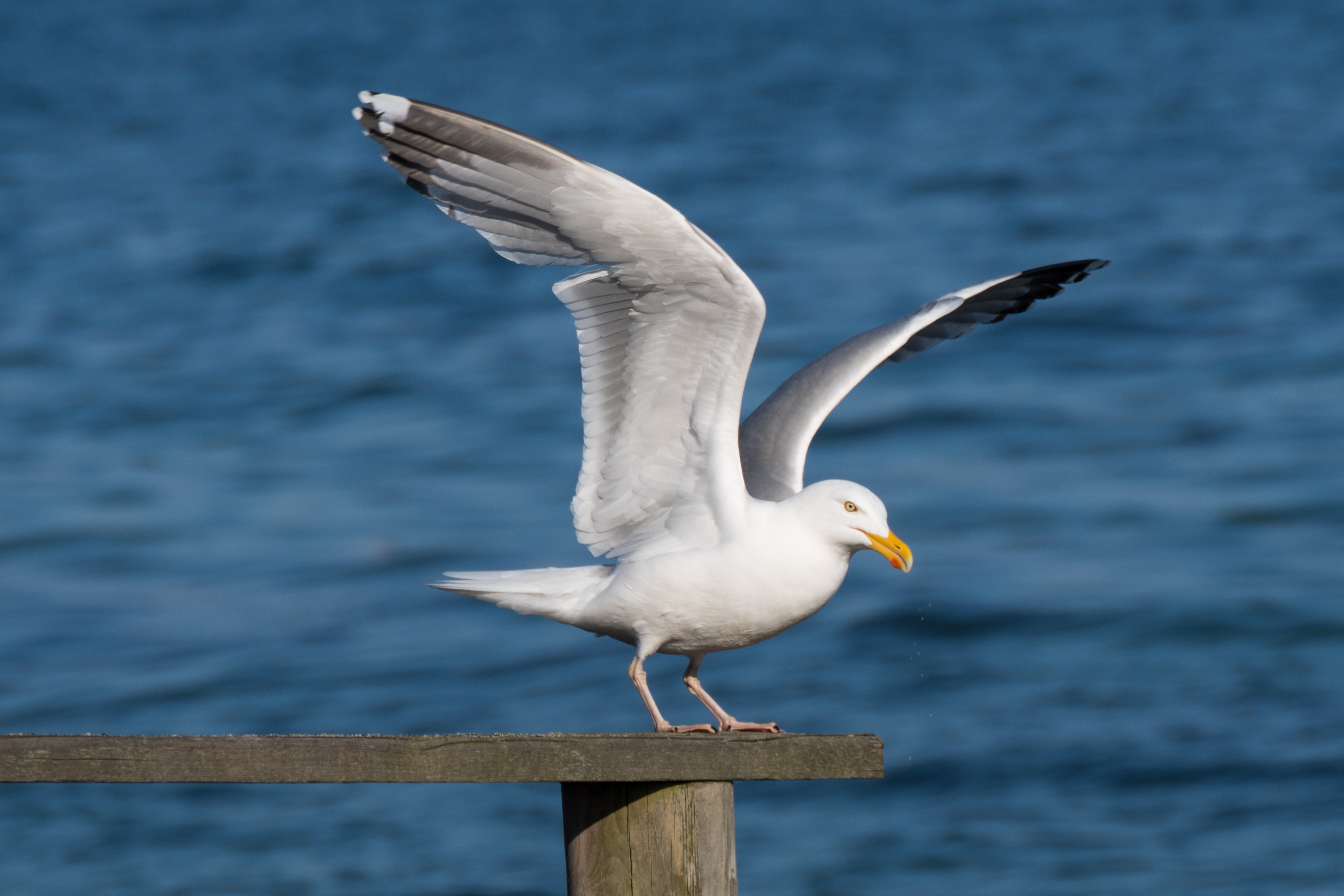 seagull