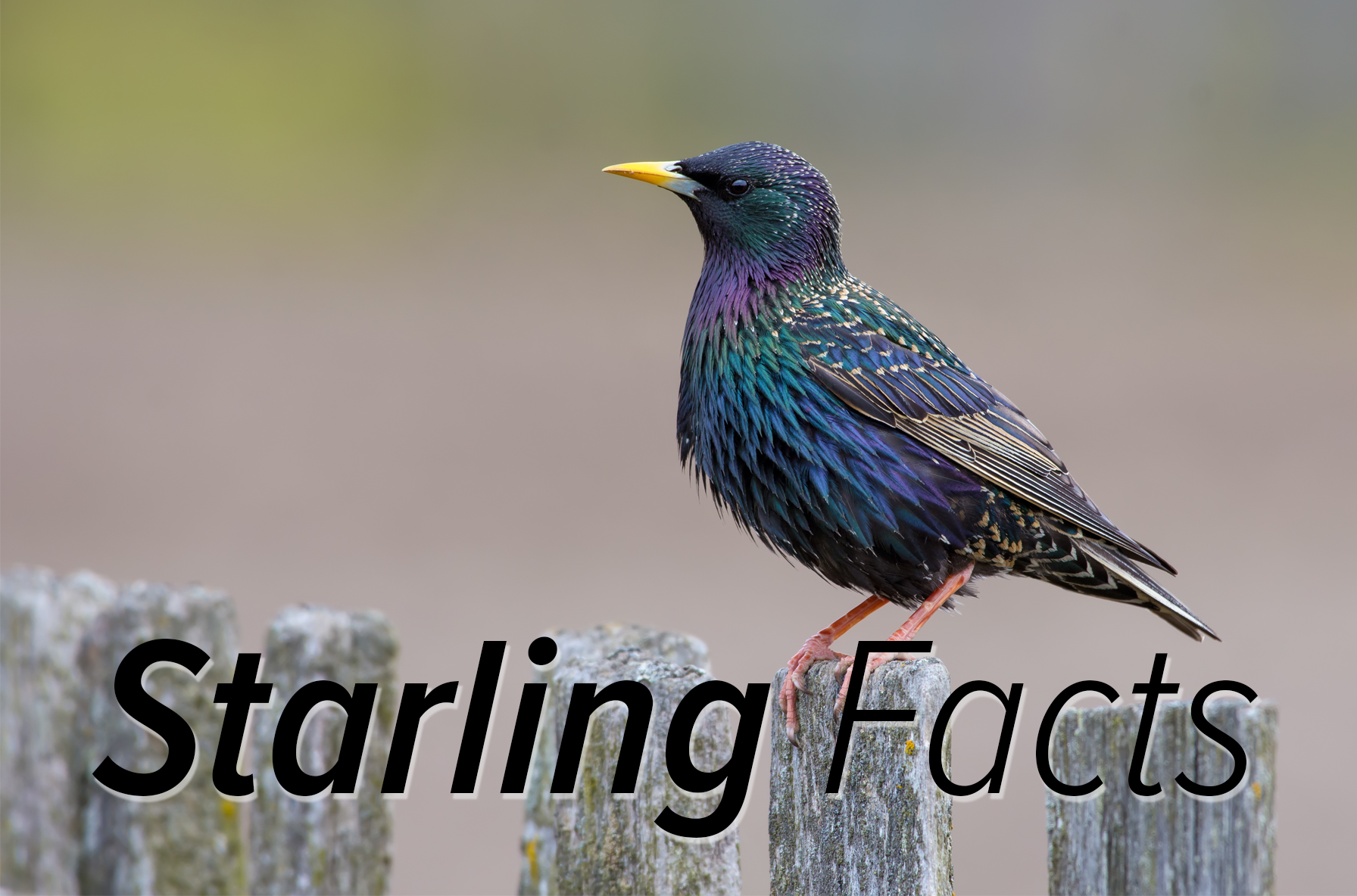 Facts About Starlings an Infographic Bird B Gone, Inc.