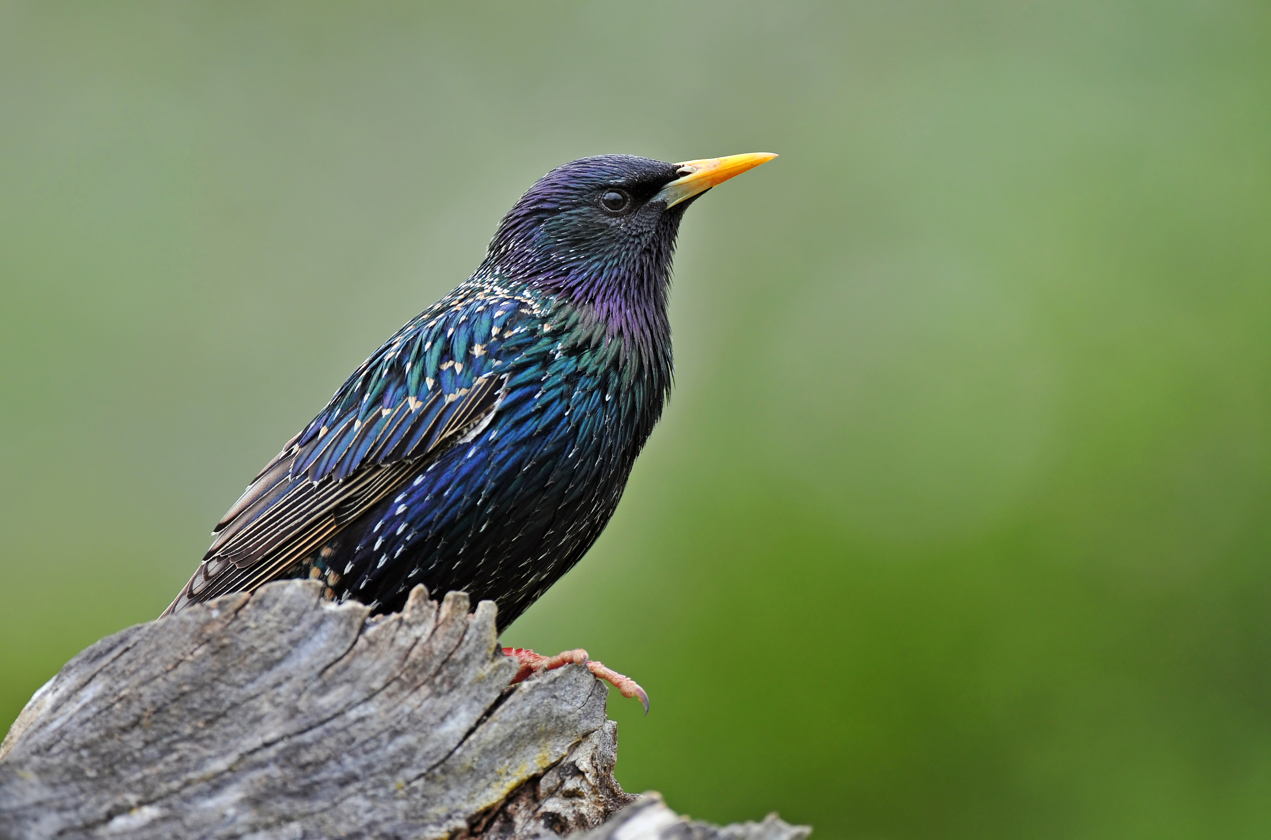 Starling Bird Control