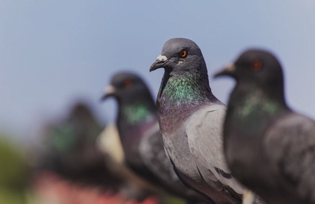 Shop by Bird