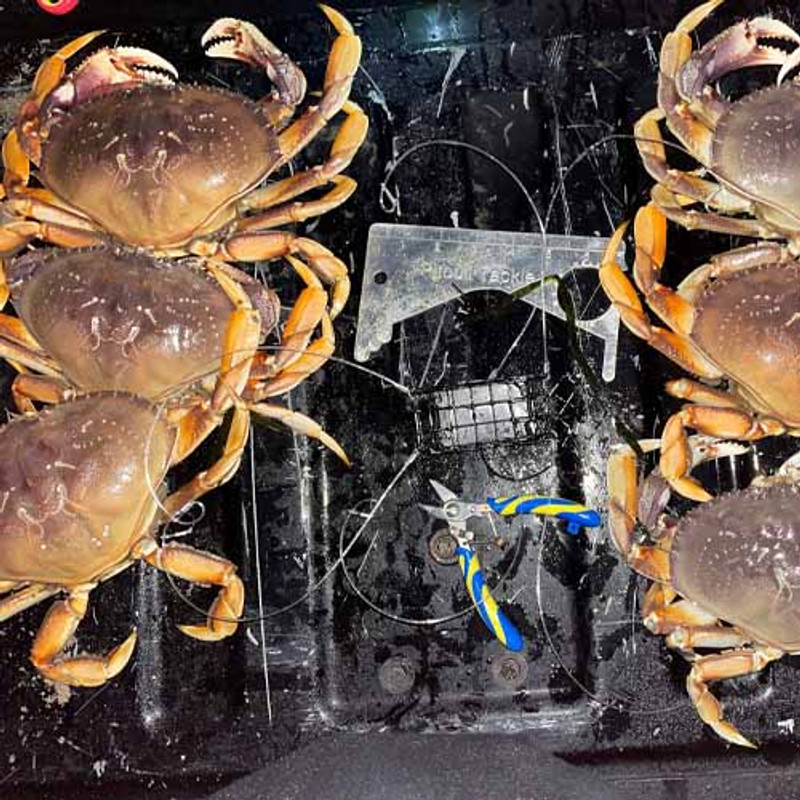  SD Traps Crab Snare Trap (2 Pack) for Fishing Pole Dungeness,  Rock Crab Heavy Duty Made in USA : Sports & Outdoors