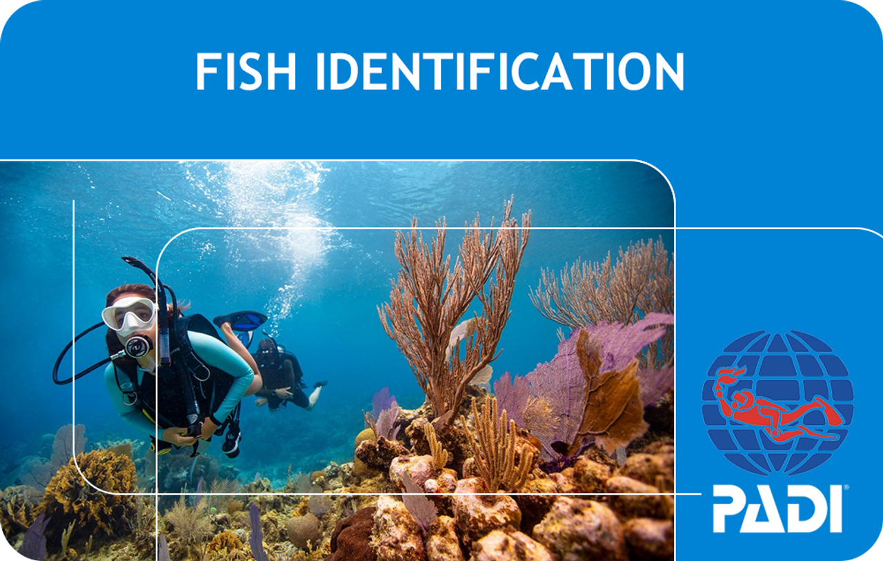 PADI Fish Identification Dive Specialty Scuba Course