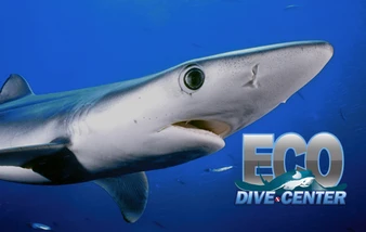 Eco Dive Center