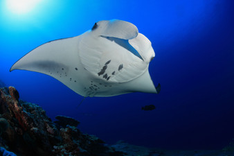 Land and Sea Guided Adventure - Best Dive Trip and Expedition with Eco Dive Center in Los Angeles