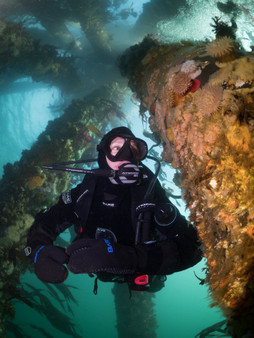Oil rig dives California aboard la county's best scuba diving charter - boat diving at its best with the Pacific star dive boat. Real adventure, real dive boat, good fun things to do in life 