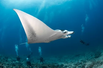 Dive with Manta Rays