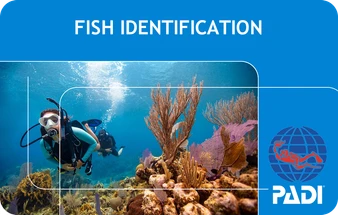 PADI Fish Identification Course with Boat Ticket