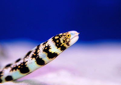Snowflake Moray 