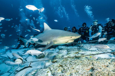 Dive with Bull Sharks and Explore Mexico’s Caverns with Eco Dive Center
