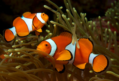 ​The Top 5 Must-See Fish for Divers in Fiji