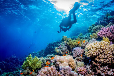 ​  The Top 5 Dive Destinations for Marine Biodiversity