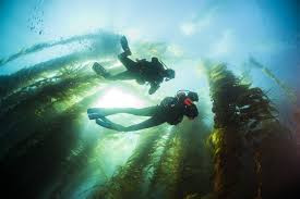 The Wonders of Summer Diving in Southern California