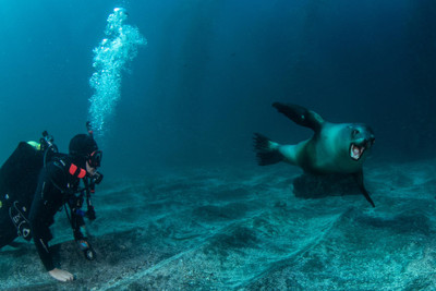 Southern California: A Scuba Diver's Paradise in October and November