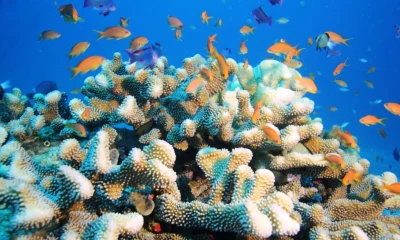 ​Dive into Paradise: A Tropical Adventure with Eco Dive Center