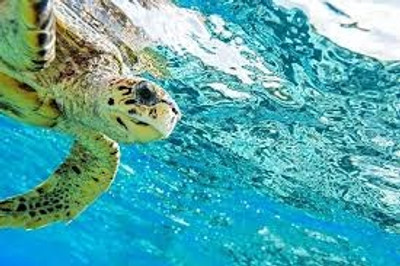 ​Scuba Diving in Paradise (aka Taveuni, Fiji)