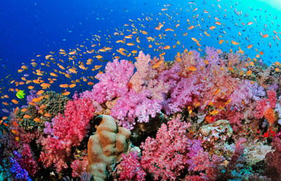 Tropical dive destination: FIJI