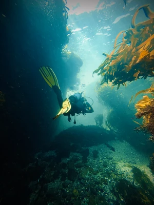​  Dive into November: Southern California's Underwater Wonderland