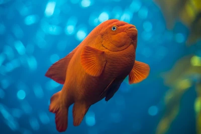 The Bold and Brilliant Garibaldi: California’s Fiery Guardian of the Kelp Forests