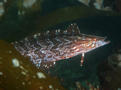 The Giant Kelpfish