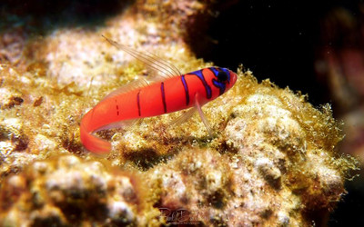 Blue Banded Goby