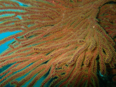 ​California Golden Gorgonian