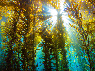 Summer into Fall: The best time to go diving