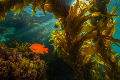 Diving Into California’s Kelp Forests